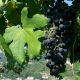 Amarone Experience