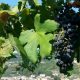 Amarone Experience