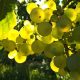 Soave Fragrances