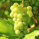 Venice Winery Tour