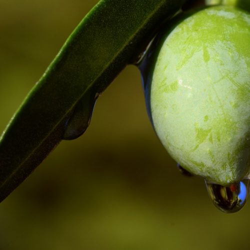 Vineyards & Olive Oil