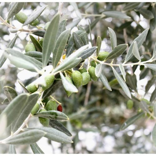 Vineyards & Olive Oil