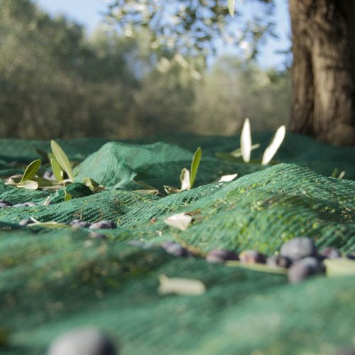 Vineyards & Olive Oil