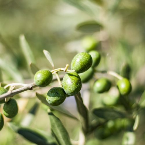 Vineyards & Olive Oil