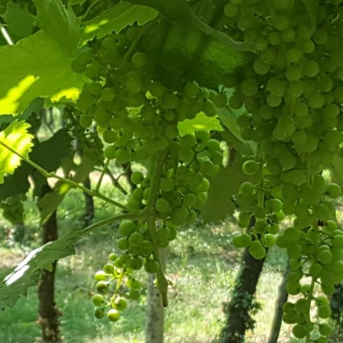 Vineyards & Olive Oil